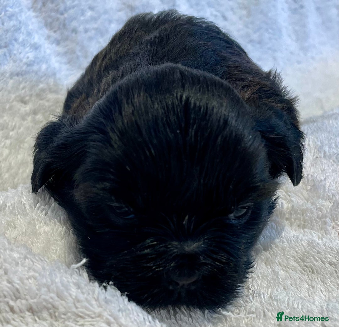 Shih Tzu dogs for sale: Adorable Imperial Shih Tzu Puppies - Advert 9