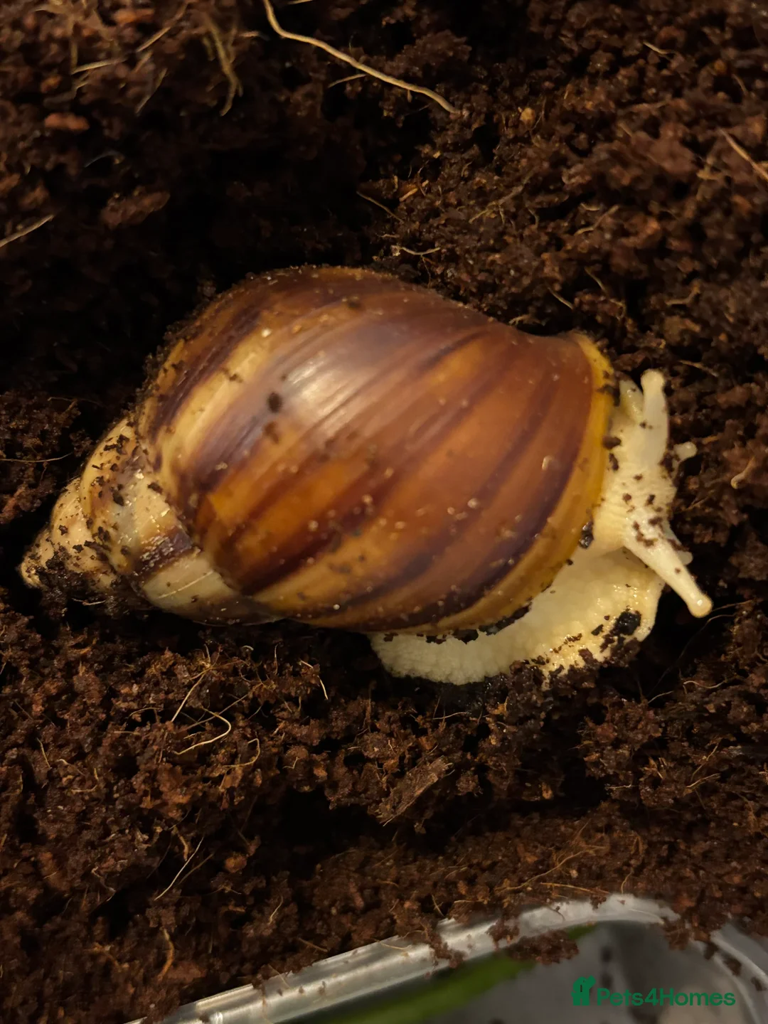 Snails invertebrates for sale: Albino giant African land snails - Advert 4