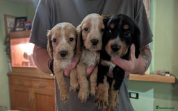 Cocker Spaniel dogs for sale: Working Cocker Spaniel Puppies  - Image 2