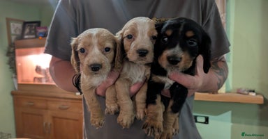 Cocker Spaniel dogs - Advert 15