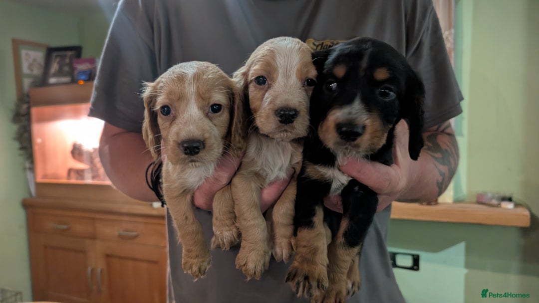 Cocker Spaniel dogs for sale: Working Cocker Spaniel Puppies  - Image 2