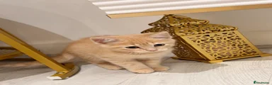 British Shorthair Kitten 3