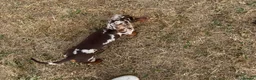 Miniature Dachshund dogs for sale: xXx Chocolate dapple 6 month female xXx - Advert 4