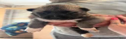 Akita dogs for sale: Akita pups  - Advert 17