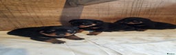 Rottweiler dogs for sale: 3 Beautiful rottweiler pups - Advert 9