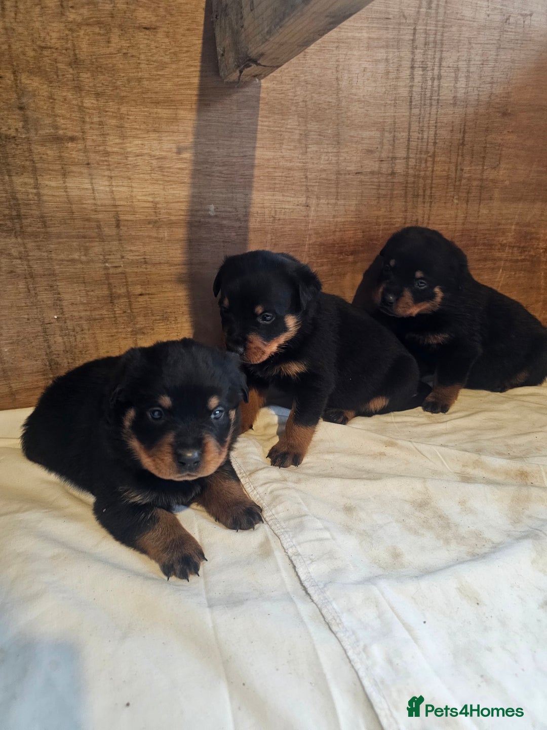 Rottweiler dogs for sale: 3 Beautiful rottweiler pups - Advert 9