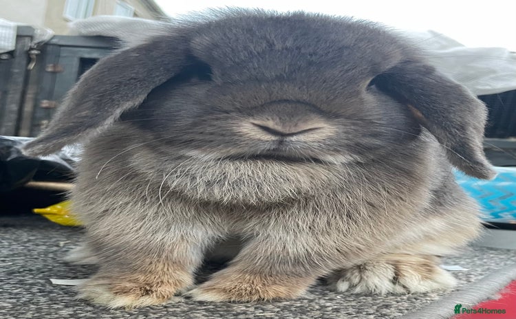 Mini Lop rabbits - Advert 2