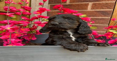 Cocker Spaniel dogs READY NOW LAST GIRL  - Advert 9