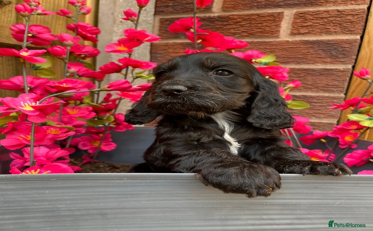 Cocker Spaniel dogs - Advert 6