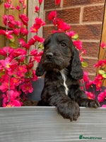 Cocker Spaniel dogs READY NOW LAST GIRL - Advert 9