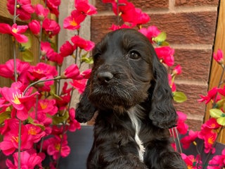 Cocker Spaniel dogs - Advert 2