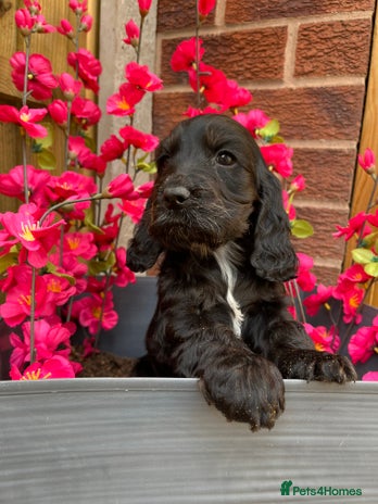 Cocker Spaniel dogs - Advert 6