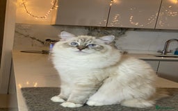 Ragdoll cats for sale: Blue Lynx TICA boy  - Image 29