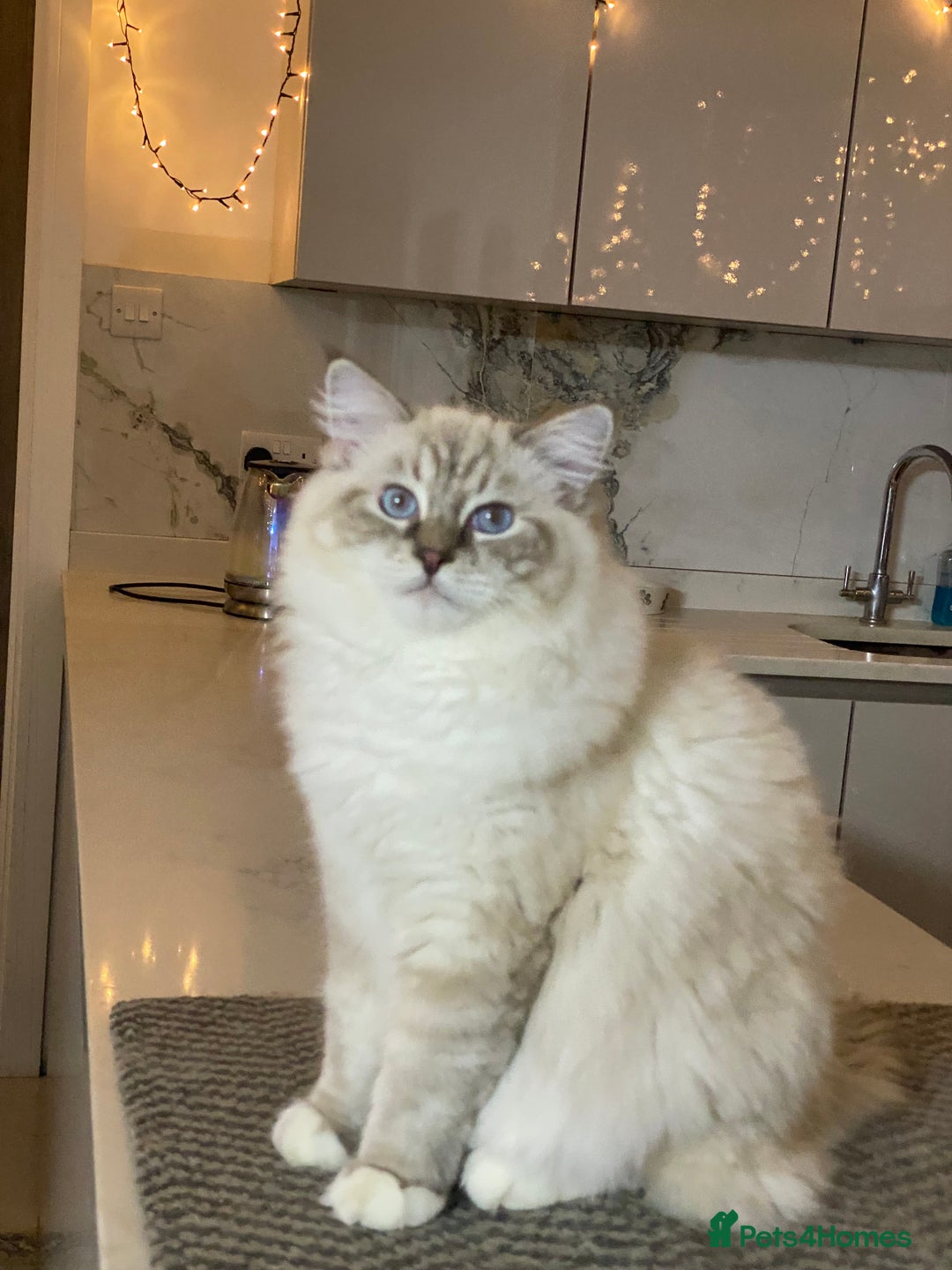 Ragdoll cats for sale: Blue Lynx TICA boy  - Image 29