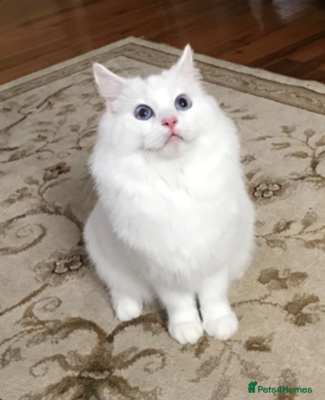 Ragdoll cats Blue eyes seal point ragdoll - Advert 1