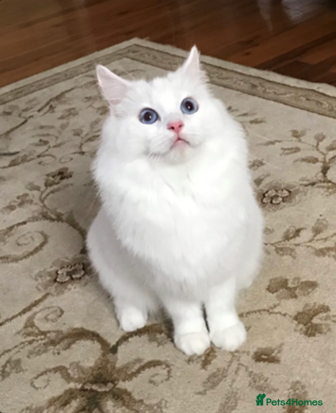 Ragdoll cats for sale: Blue eyes seal point ragdoll in Leeds - Advert 1