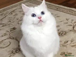 Ragdoll cats Blue eyes seal point ragdoll - Advert 5