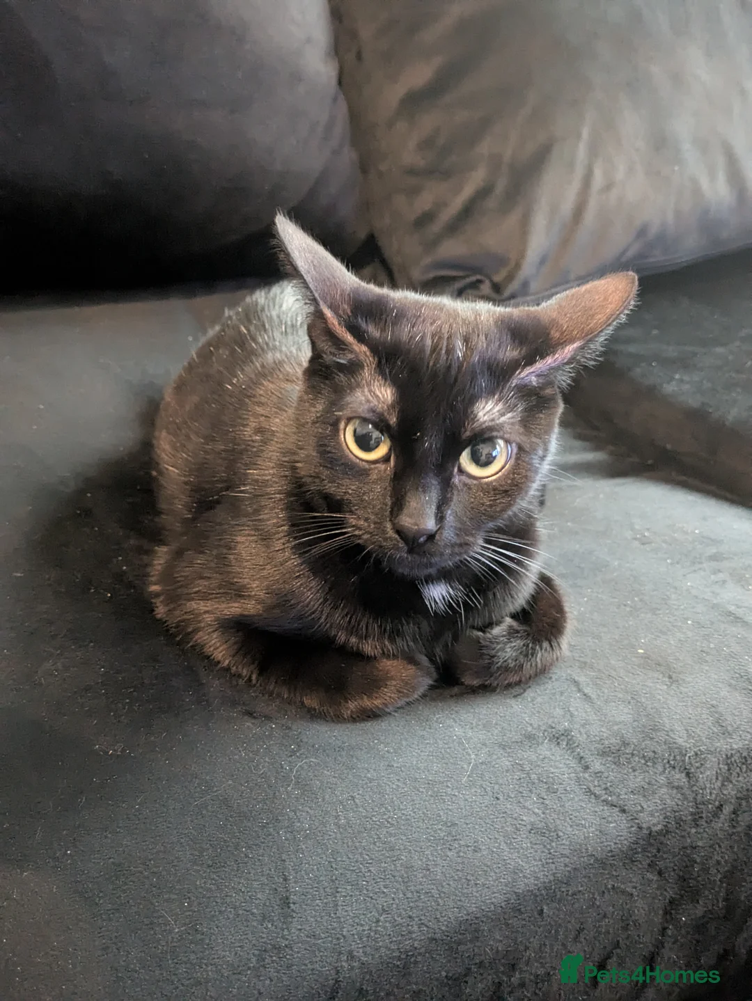 Mixed Breed cats for sale: Litter sure this weekend or through the week  - Advert 1