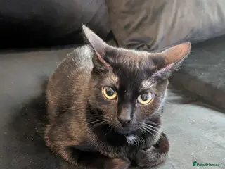 Mixed Breed cats Litter sure this weekend or through the week - Advert 2