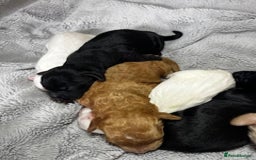 Australian Labradoodle dogs for sale: 6 Gorgeous Australian Labradoodle Puppies - Image 8