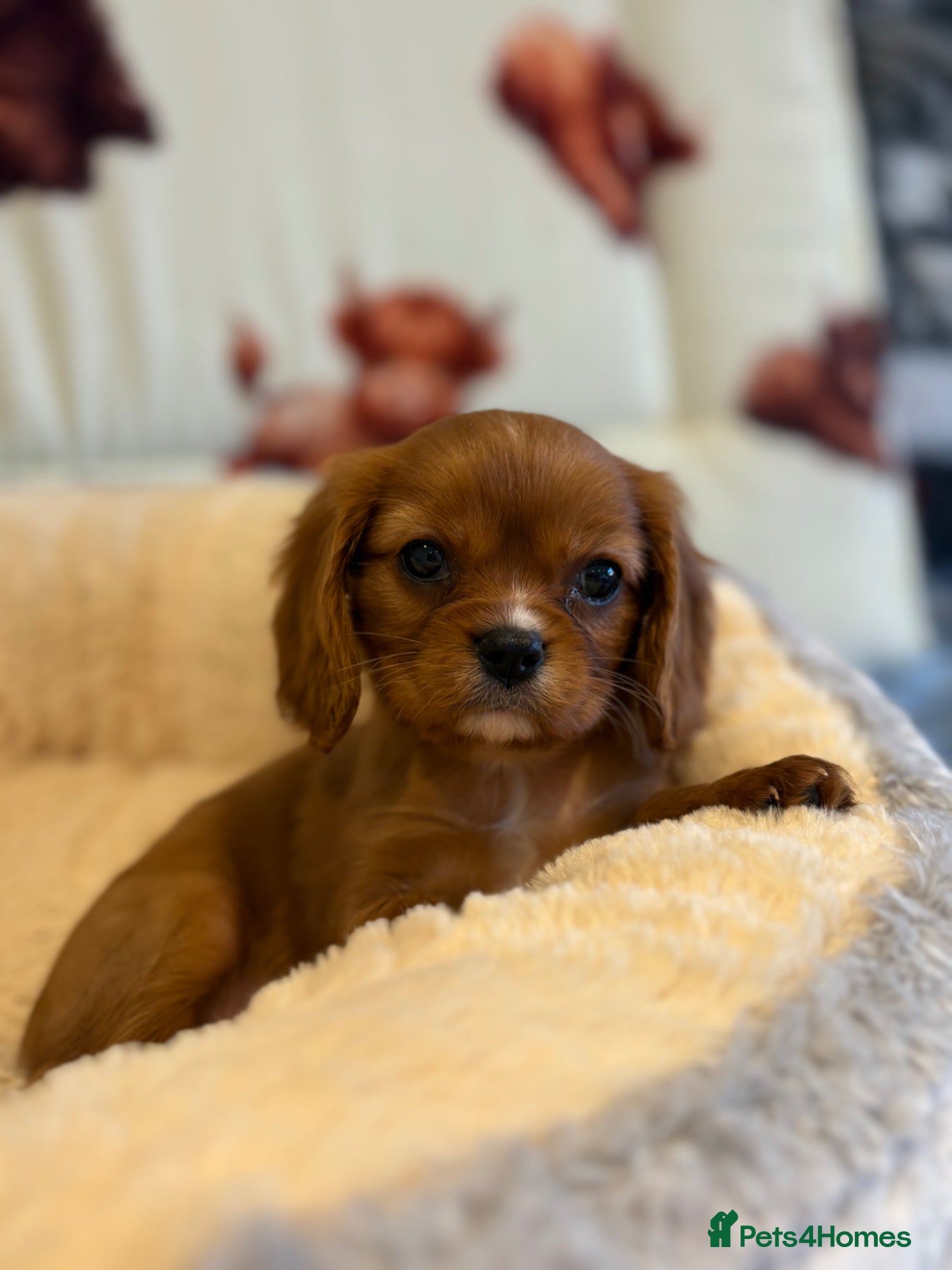 Cavalier King Charles Spaniel dogs Ready to leave next week - kc & health tested pups - Advert 1