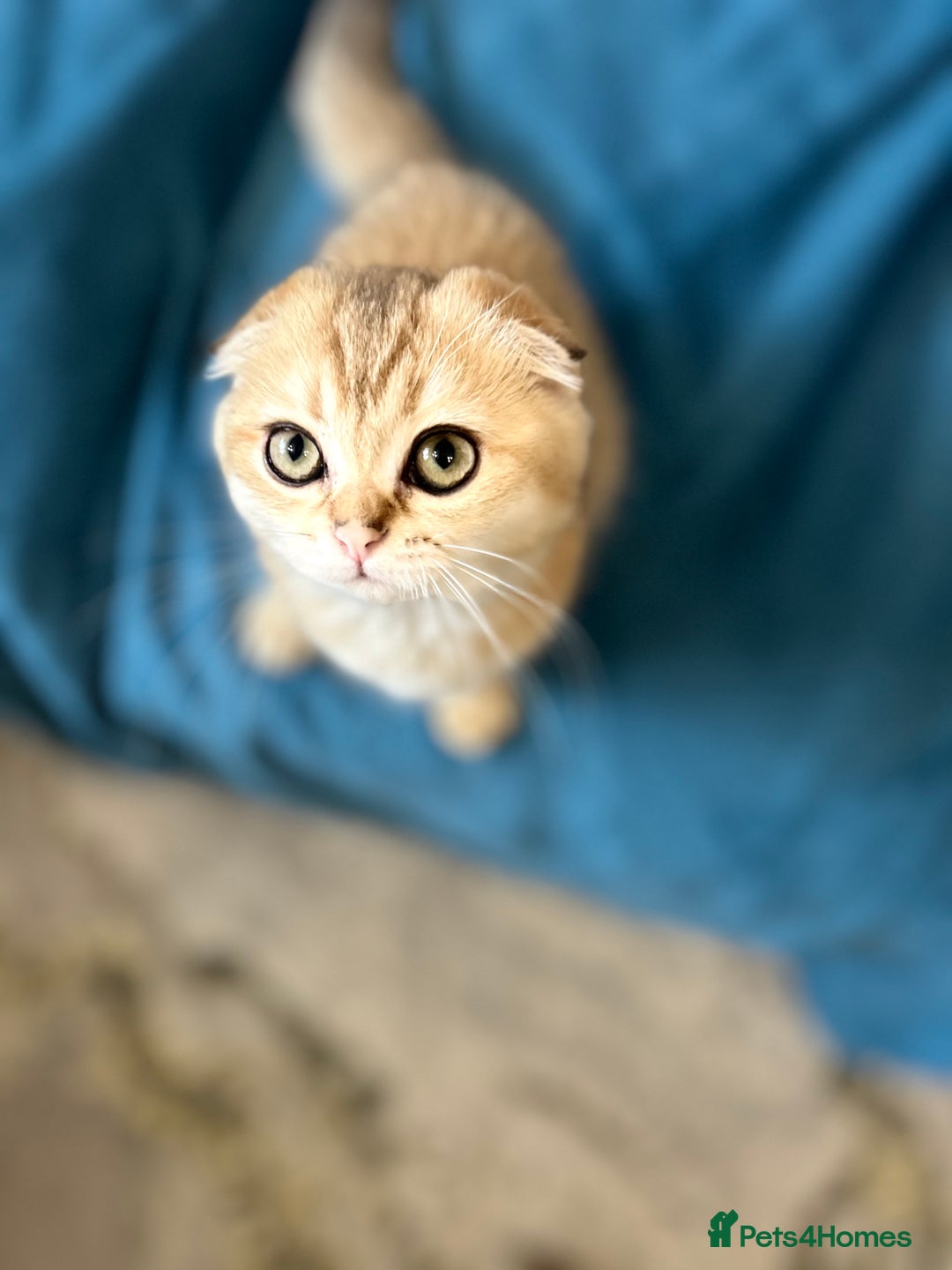 Scottish Fold cats for sale: Gold Chinchilla Scottish fold baby’s  - Image 20