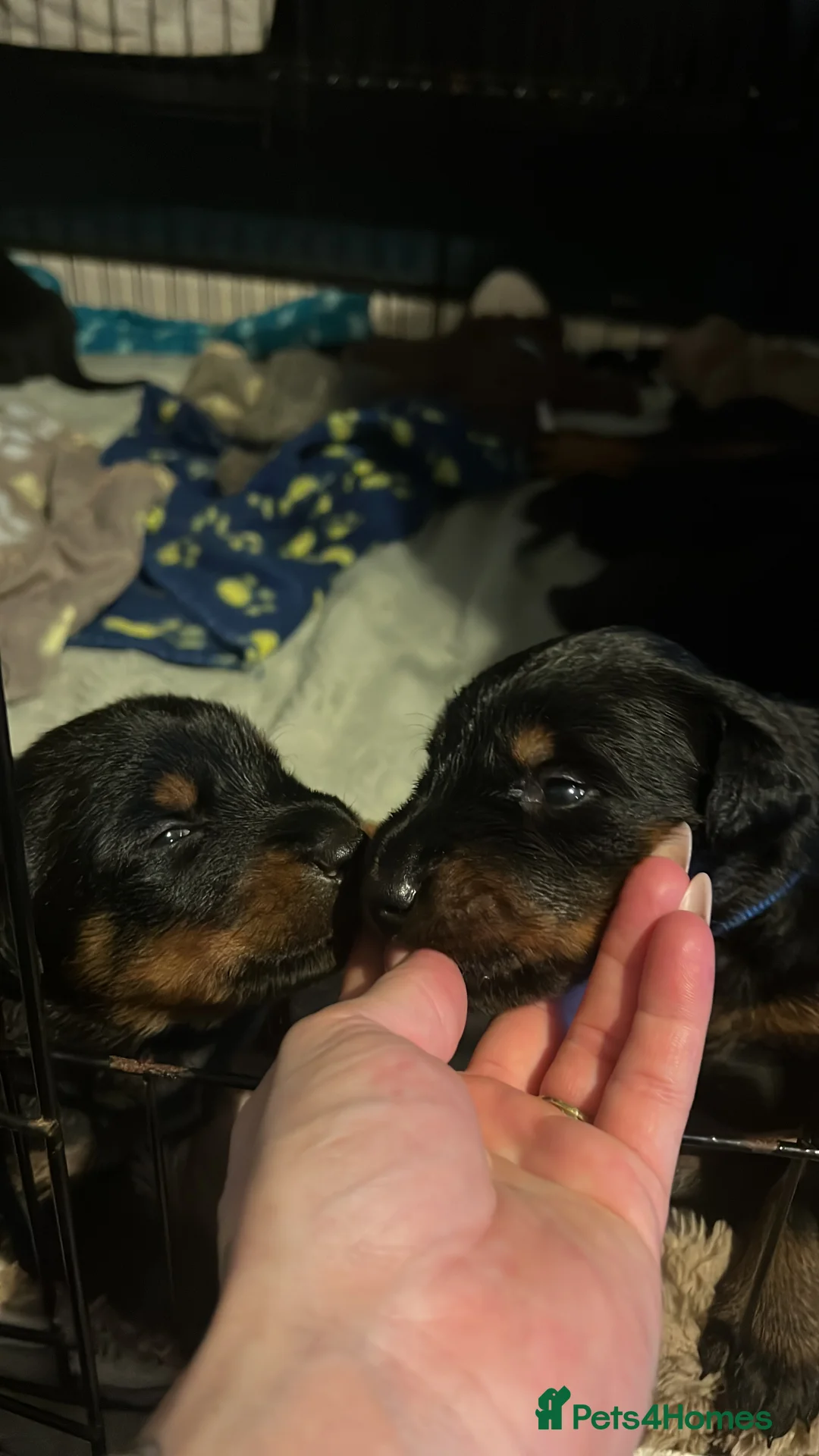 Mixed Breed dogs for sale: Adorable Doberman & Beauceron puppies for sale - Advert 8