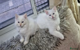Ragdoll cats for sale: beautiful Ragdool ready for new parents - Image 3
