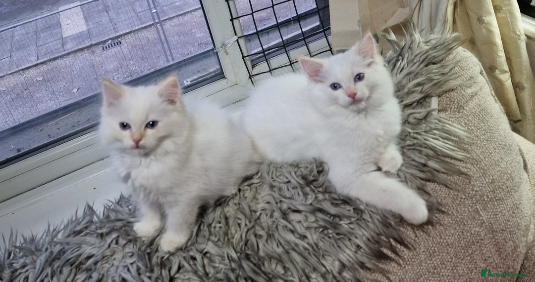 Ragdoll cats for sale: beautiful Ragdool ready for new parents - Image 3
