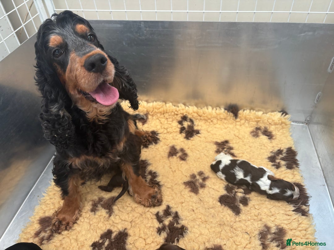 Cocker Spaniel dogs for sale: Ready 30th august import lines  - Image 36