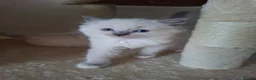 Ragdoll cats for sale: Stunning Ragdoll kittens  - Advert 19