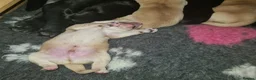 Labrador Retriever dogs for sale: Beautiful Labrador Puppies!  - Advert 3