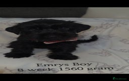 Yorkshire Terrier dogs for sale: Yorkshire Terrier Puppies Ready Now - Image 8