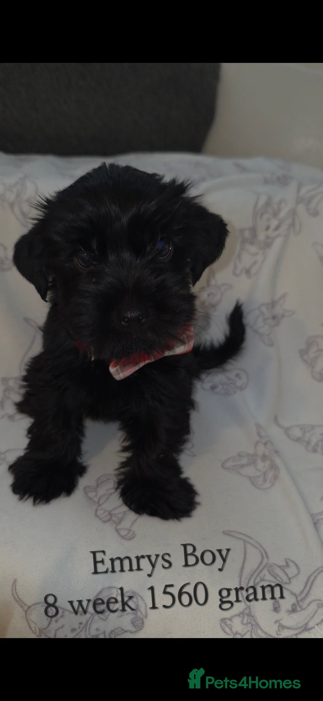 Yorkshire Terrier dogs for sale: Yorkshire Terrier Puppies Ready Now - Image 8