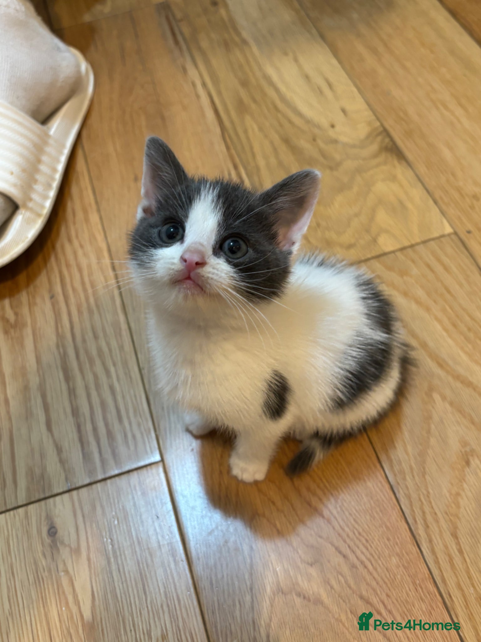 British Shorthair cats for sale: Kittens for sale  - Advert 6