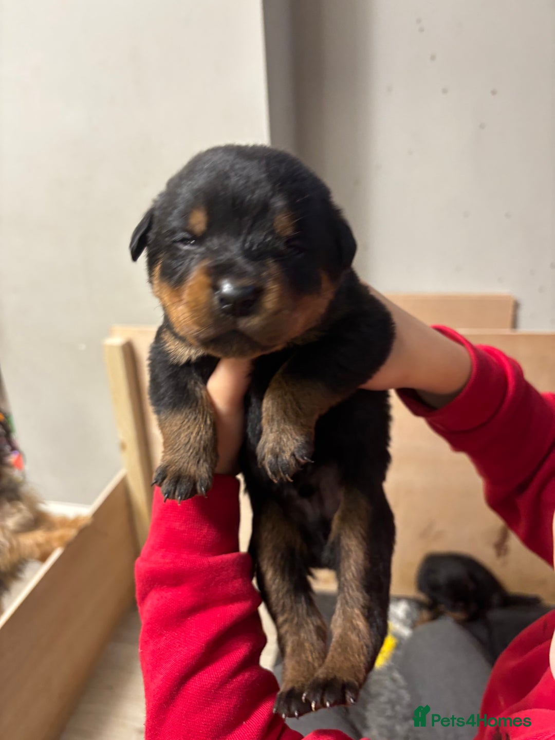 Rottweiler dogs for sale: 🐾🐶 beautifulRottweiler puppies🐶🐾 - Advert 5