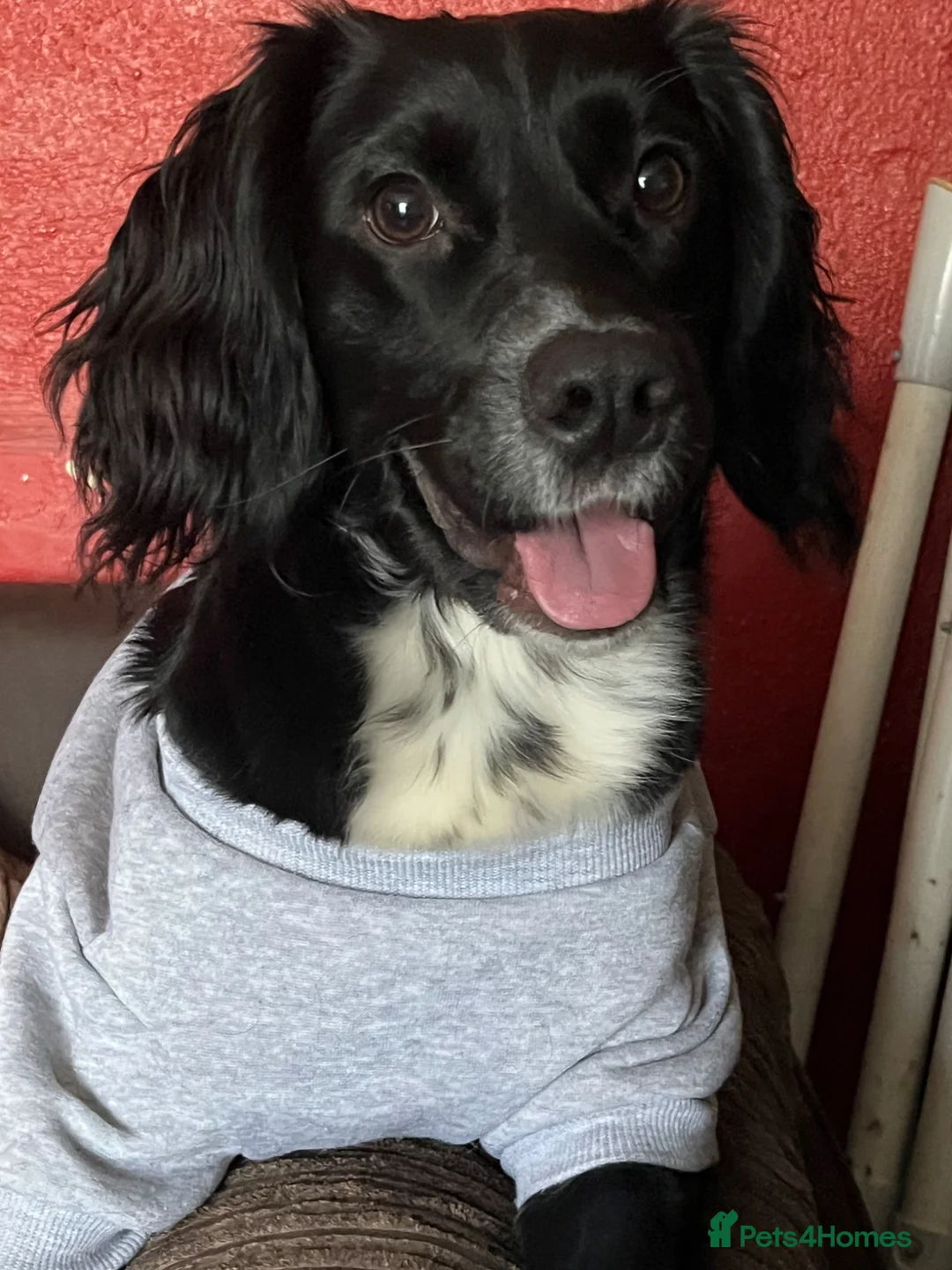 Field Spaniel dogs for sale: Relentless(ren) in West Malling - Advert 1