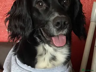 Field Spaniel dogs Relentless(ren) - Advert 2