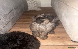 Toy Poodle dogs for sale:  Beautiful Tiny Toy Poodle Puppies  - Image 13