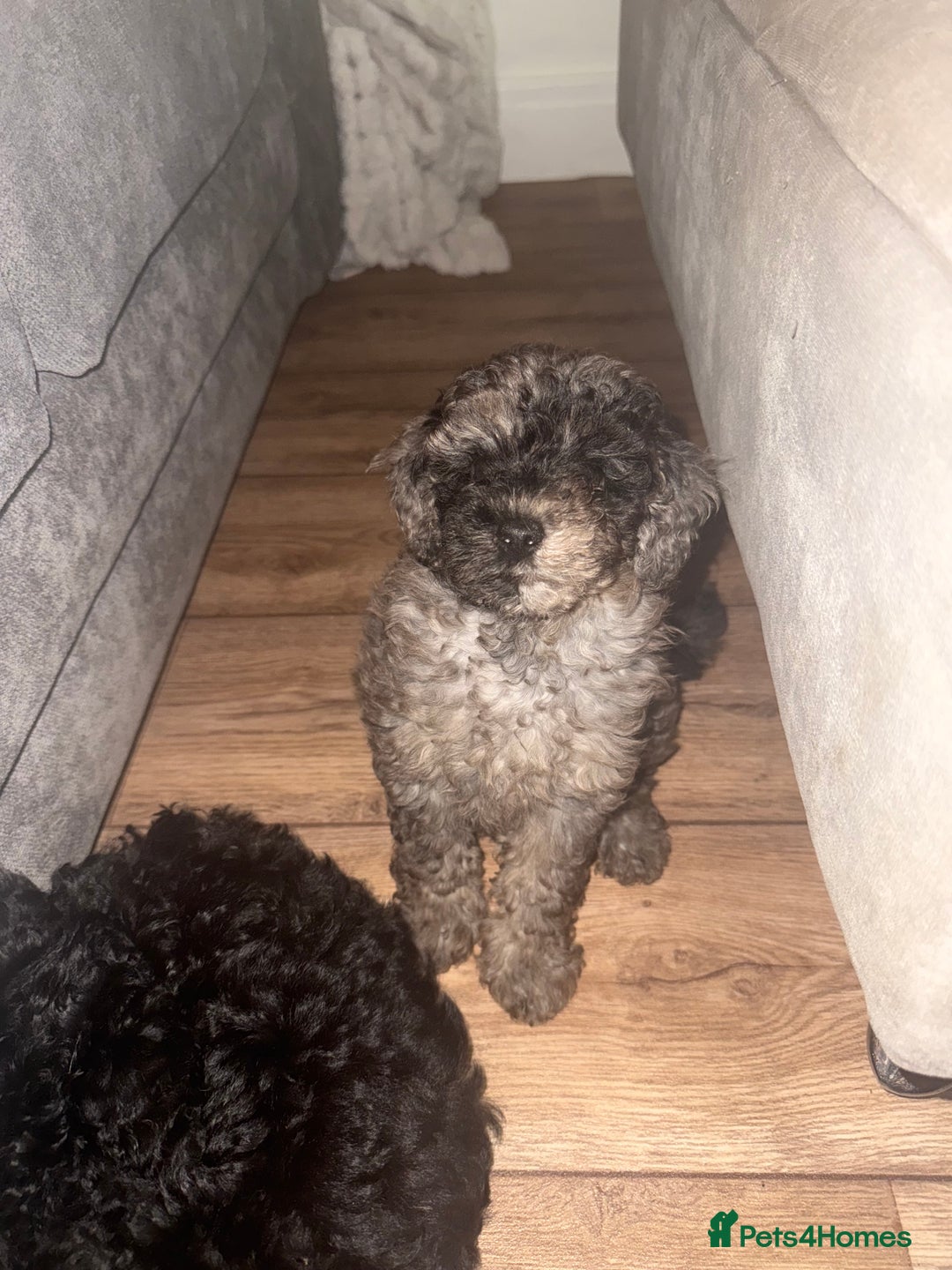 Toy Poodle dogs for sale:  Beautiful Tiny Toy Poodle Puppies  - Image 13