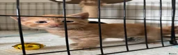 Mixed Breed cats for sale: three ginger kittens 5 weeks old🧡 - Advert 5