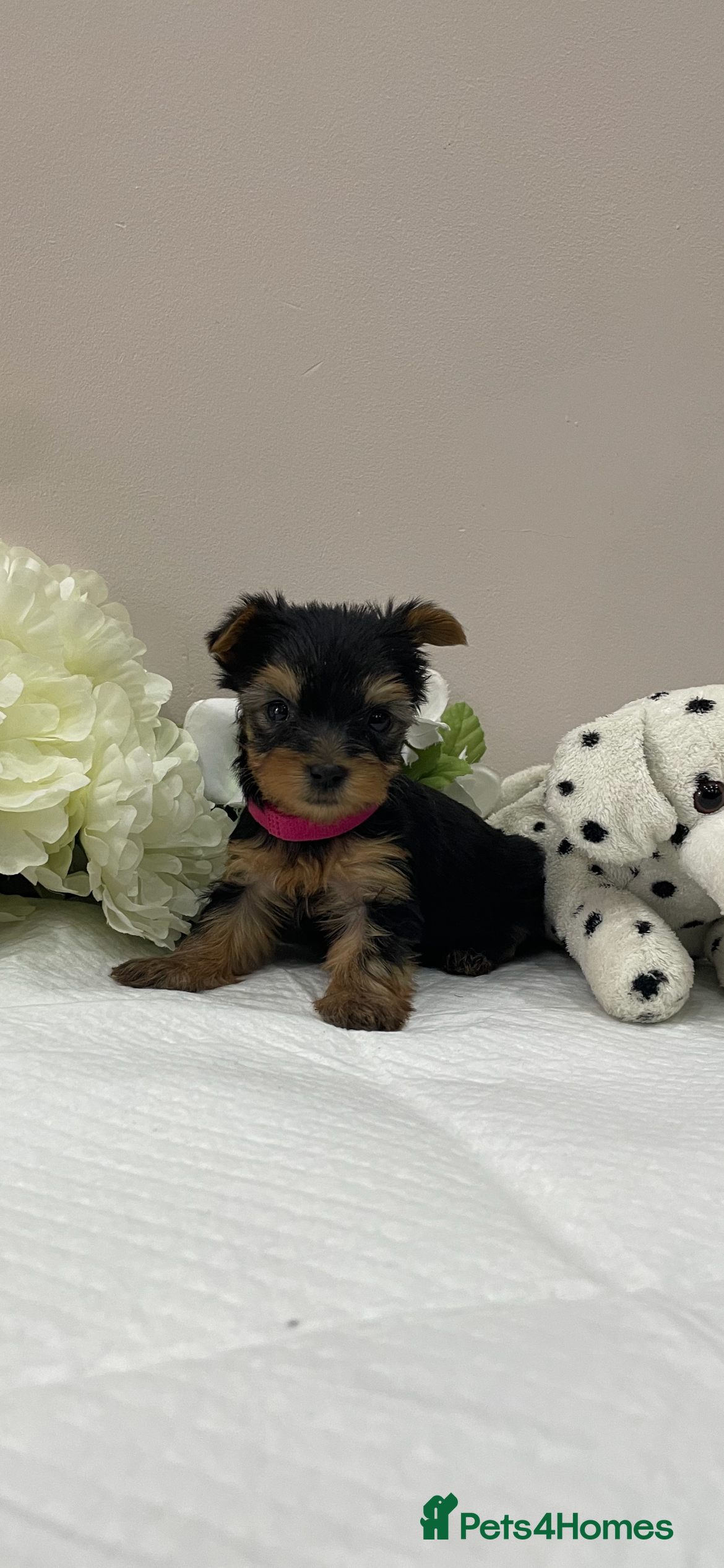 Yorkshire Terrier dogs One beautiful kc reg girl left🌸 - Advert 4