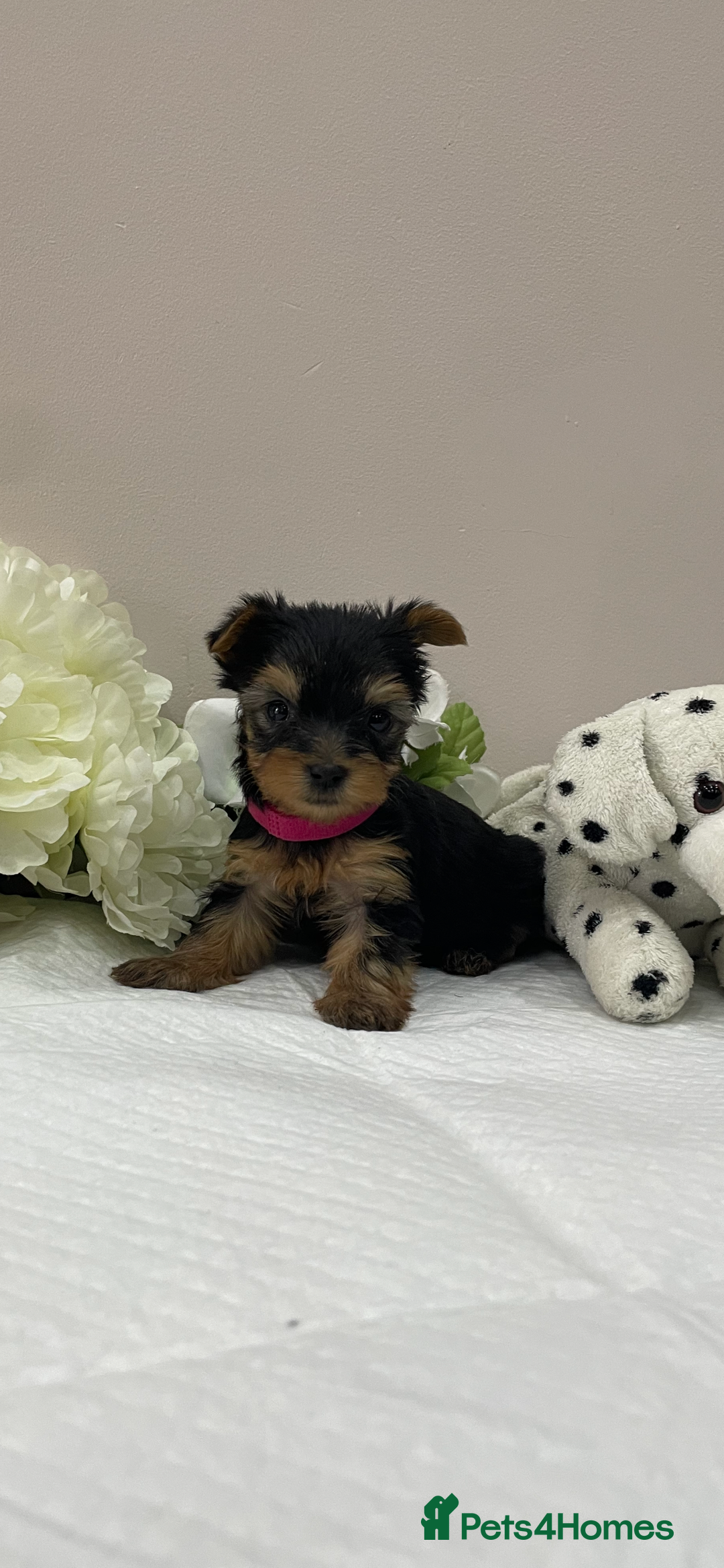 Yorkshire Terrier dogs for sale: One Yorkie left!! Kc registered  - Advert 2