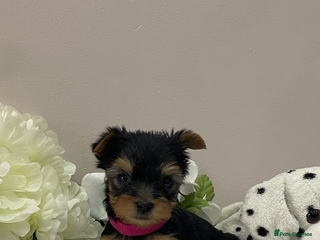 Yorkshire Terrier dogs One beautiful kc reg girl left🌸 - Advert 4
