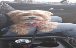 Maltese dogs for sale: Maltipoo Gorgeous Girl  - Image 15