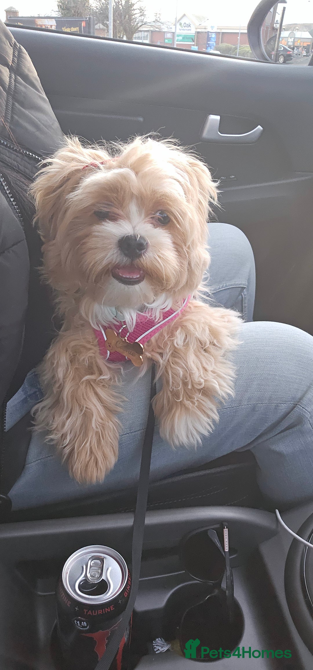Maltese dogs for sale: Maltipoo Gorgeous Girl  - Image 15