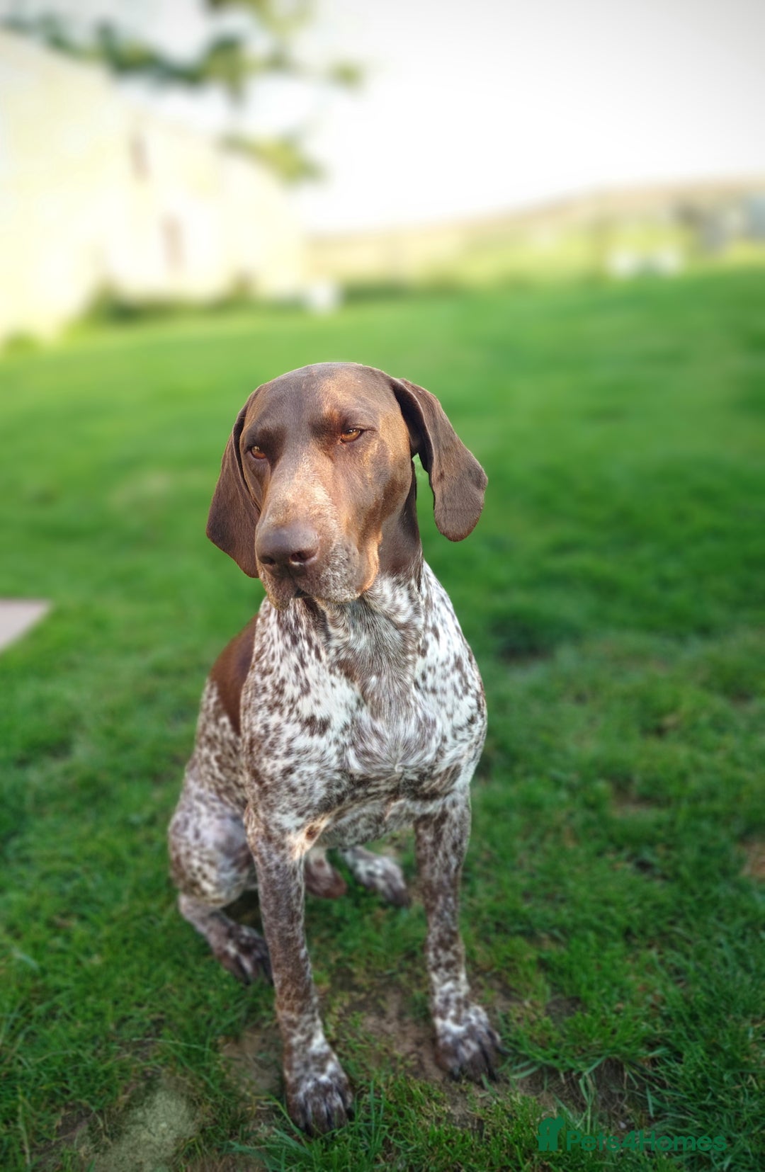 German Shorthaired Pointer dogs for stud: German Shorthaired Pointer at stud. in Skipton - Image 3