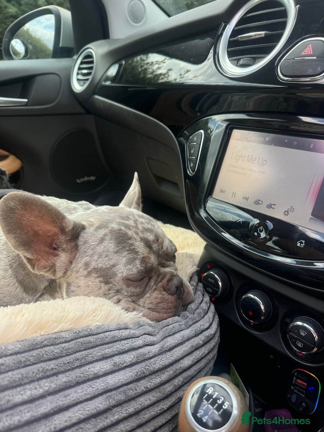 French Bulldog dogs for stud: Buster  - Image 2
