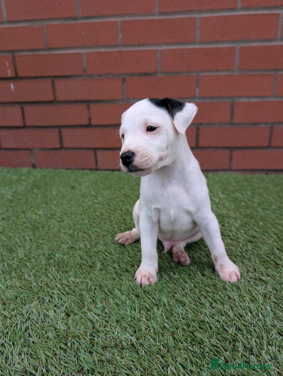 Jack Russell dogs Jack Russel Puppies  - Advert 2