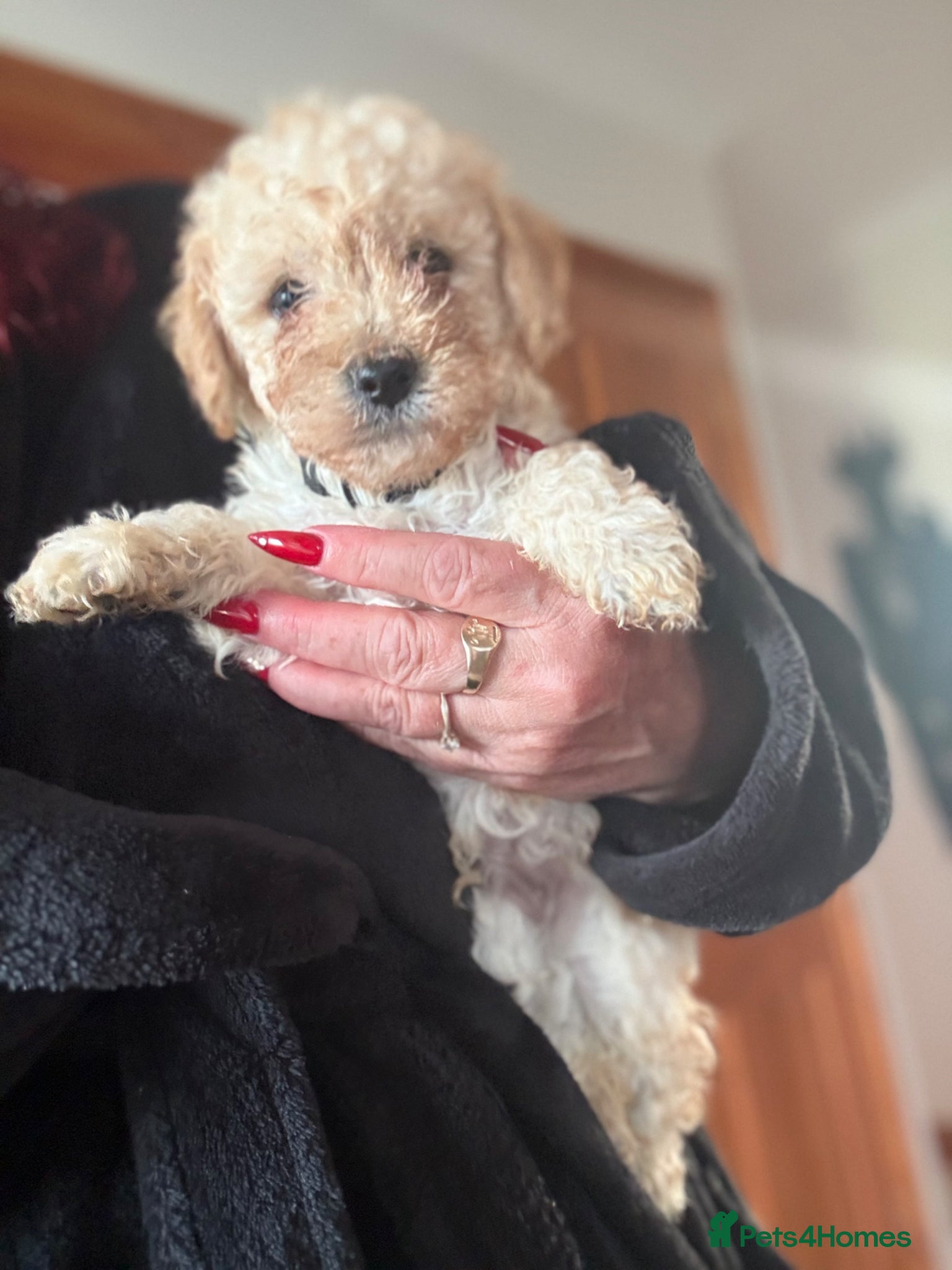 Mixed Breed dogs Adorable Poodle Puppies - Advert 5